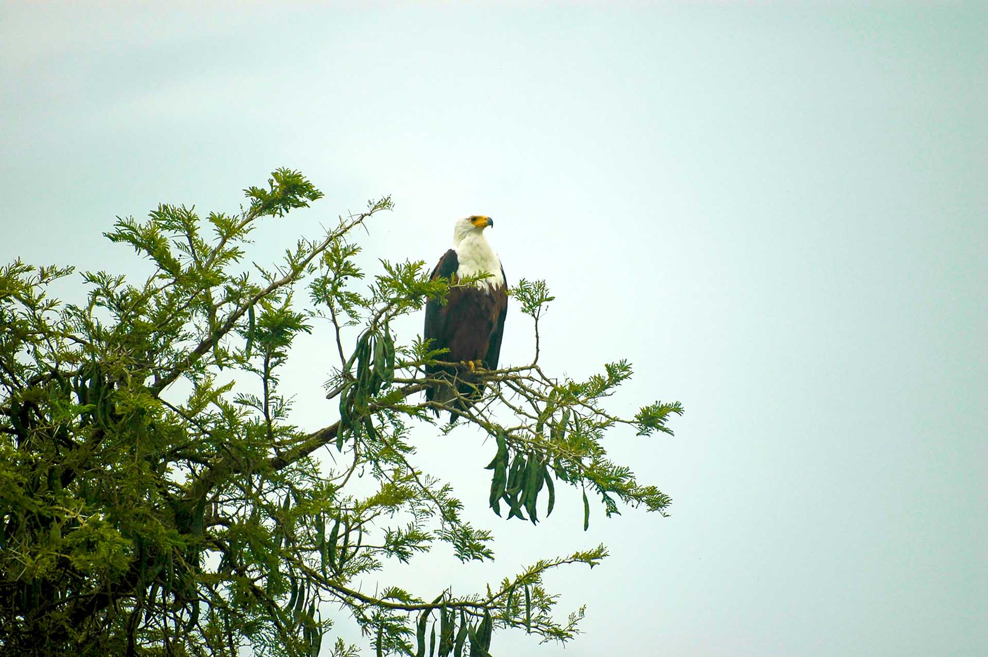 サンショクウミワシが木の上に堂々ととまり、鋭い眼差しで水辺を見渡しています。