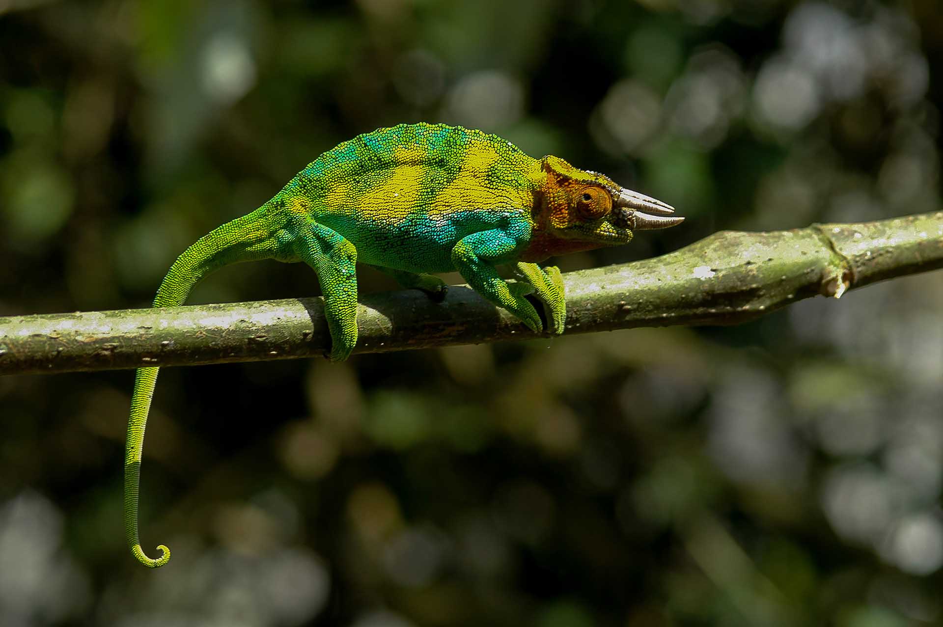 ジョンストンカメレオン（Trioceros johnstoni）の目の周囲を彩る独特の赤い模様は、この地域の個体に特有の特徴として知られています。