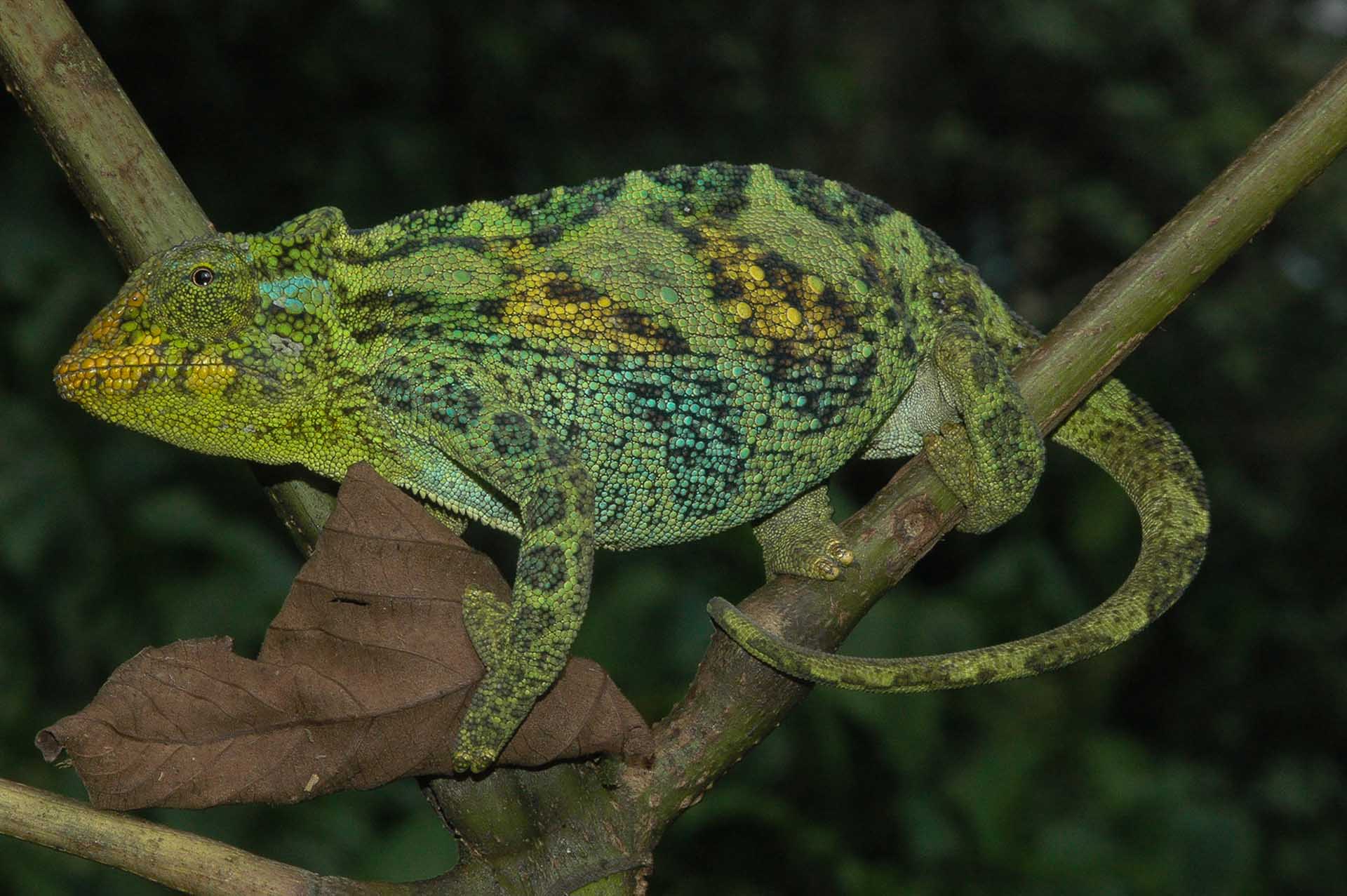 ジョンストンカメレオン（Trioceros johnstoni）のメスは、オスに比べて外見が控えめではあるものの、その美しさは紛れもなく人々を魅了します。