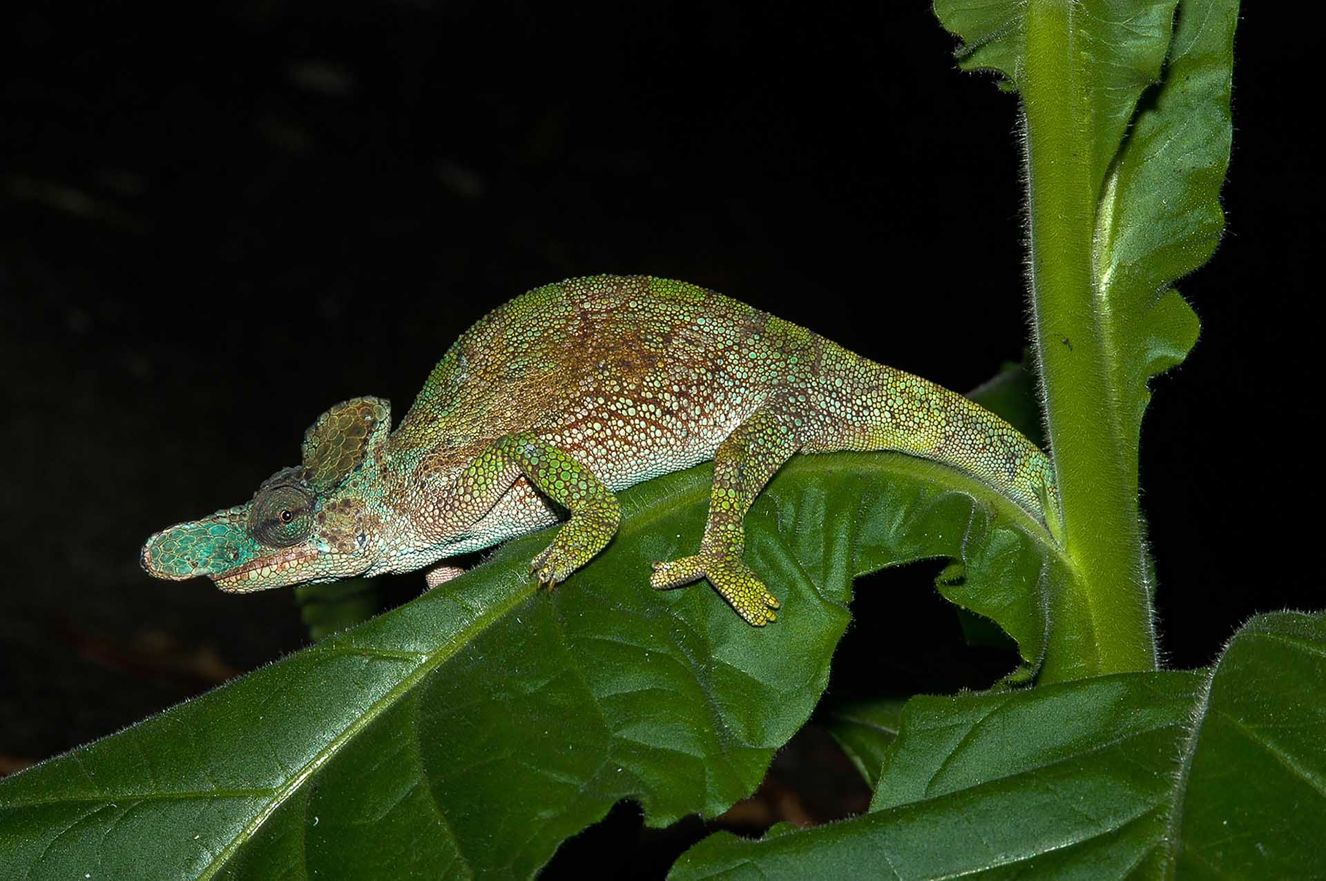 奇妙な角を持つカメレオンとも呼ばれるKinyongia xenorhinaは、葉の上に優雅に止まり、その特徴的な角を誇示しています。