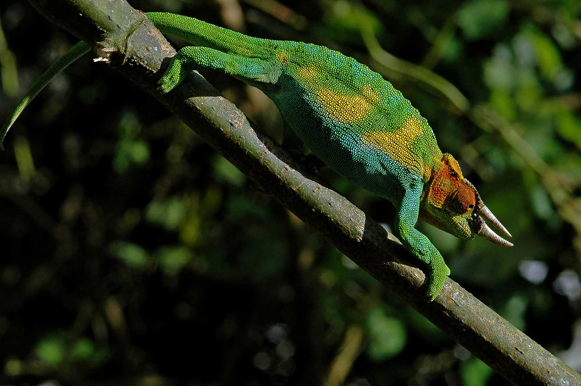 茂みの中で、鮮やかな色彩の閃光がジョンストンカメレオン（Trioceros johnstoni）の存在をそっと明かしました。その生き生きとした体色は周囲の景色と鮮烈なコントラストを成していましたが、カメレオンは意図的でゆったりとした動作で、まるで忍耐と精密さが織りなす魅惑のダンスのようでした。訓練されていない者にはほとんど見分けがつかないほど、巧みに風景に溶け込んでいました。