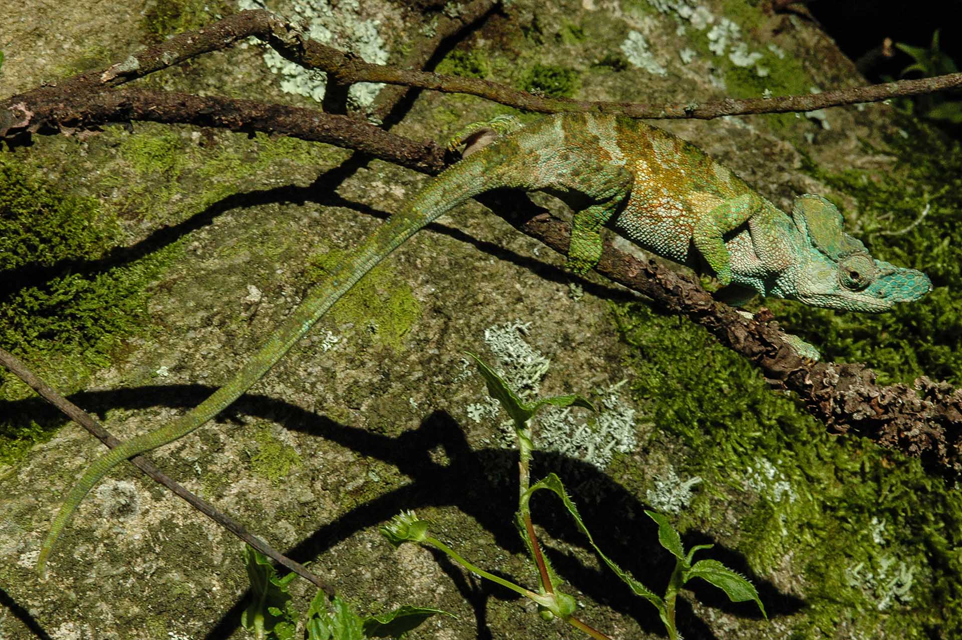 岩や苔が織りなす複雑な背景の中で、Kinyongia xenorhinaは見事に姿を溶け込ませていました。その控えめな色合いが絶妙な自然のカモフラージュとなっています。