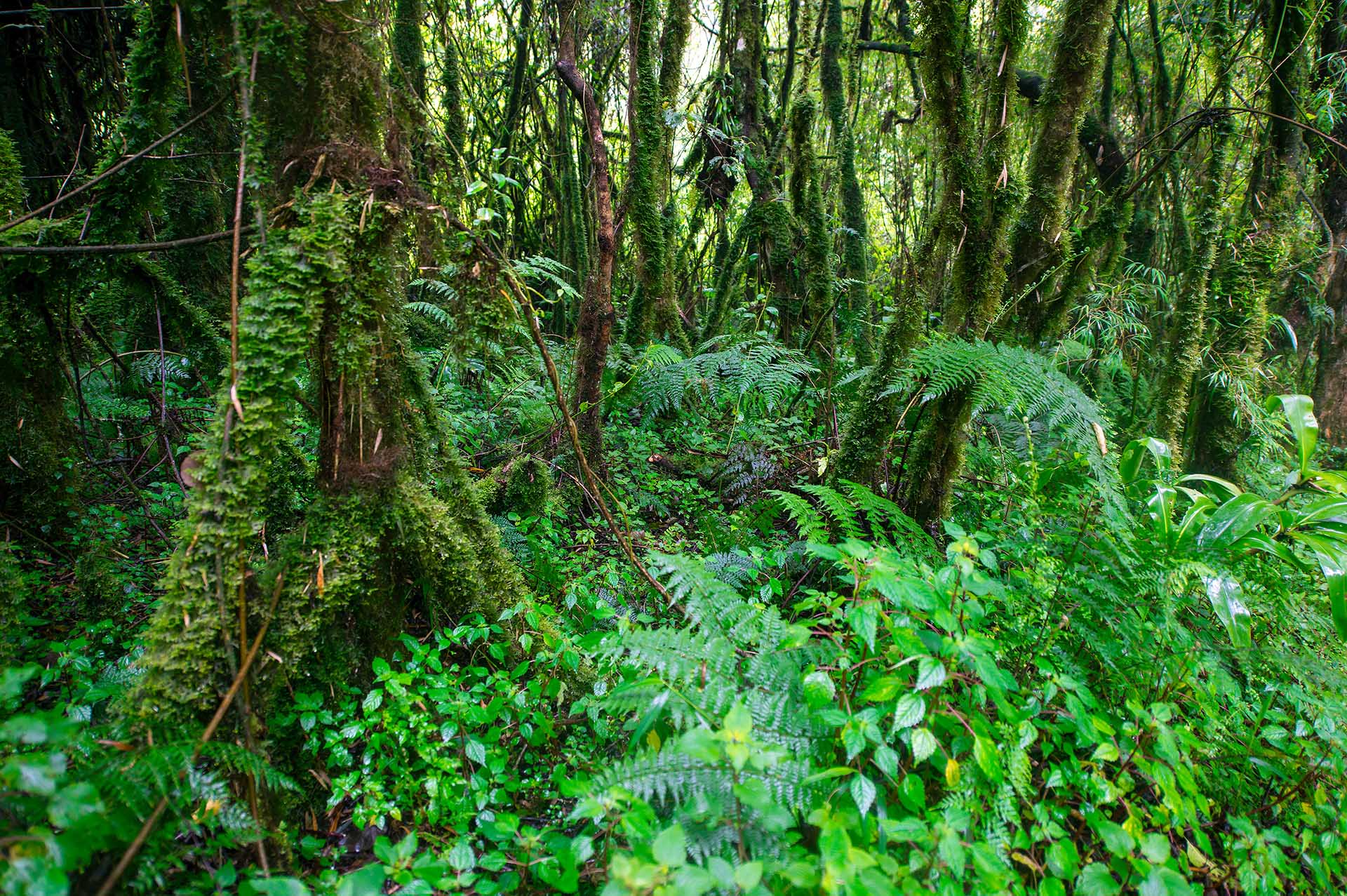 自然という精緻な織物の中では、どんなに鮮やかな色彩を持つカメレオンでさえも、景色に溶け込んでしまいます。カメレオンの捜索は観察力と忍耐力が試されるゲームのようです。巧みなカモフラージュの技術は、熟練した観察者でさえ簡単には見抜けず、1匹を見つけ出すたびに、まるで大きな勝利を手にしたかのような達成感を得られます。