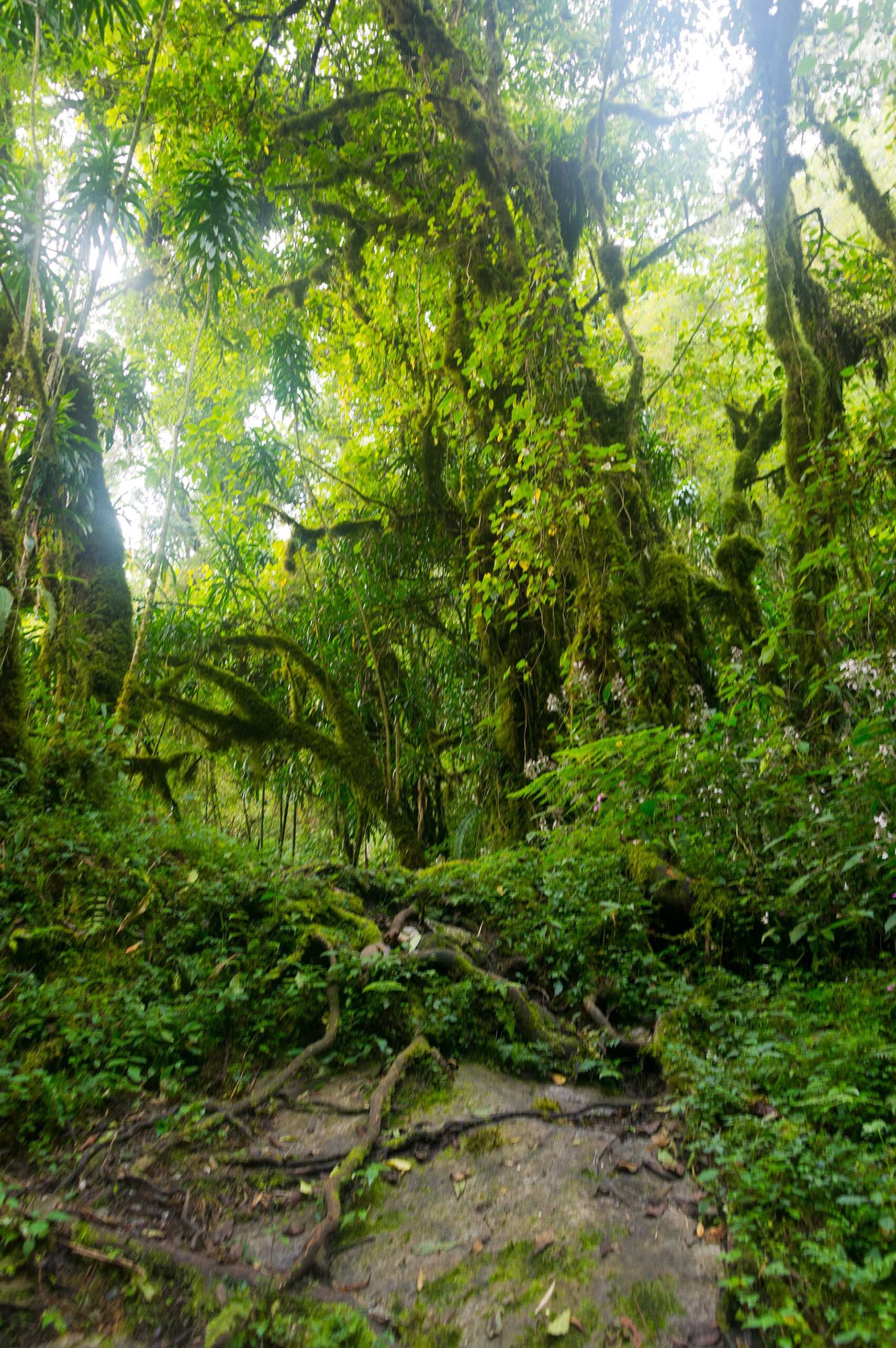 ルウェンゾリ山地