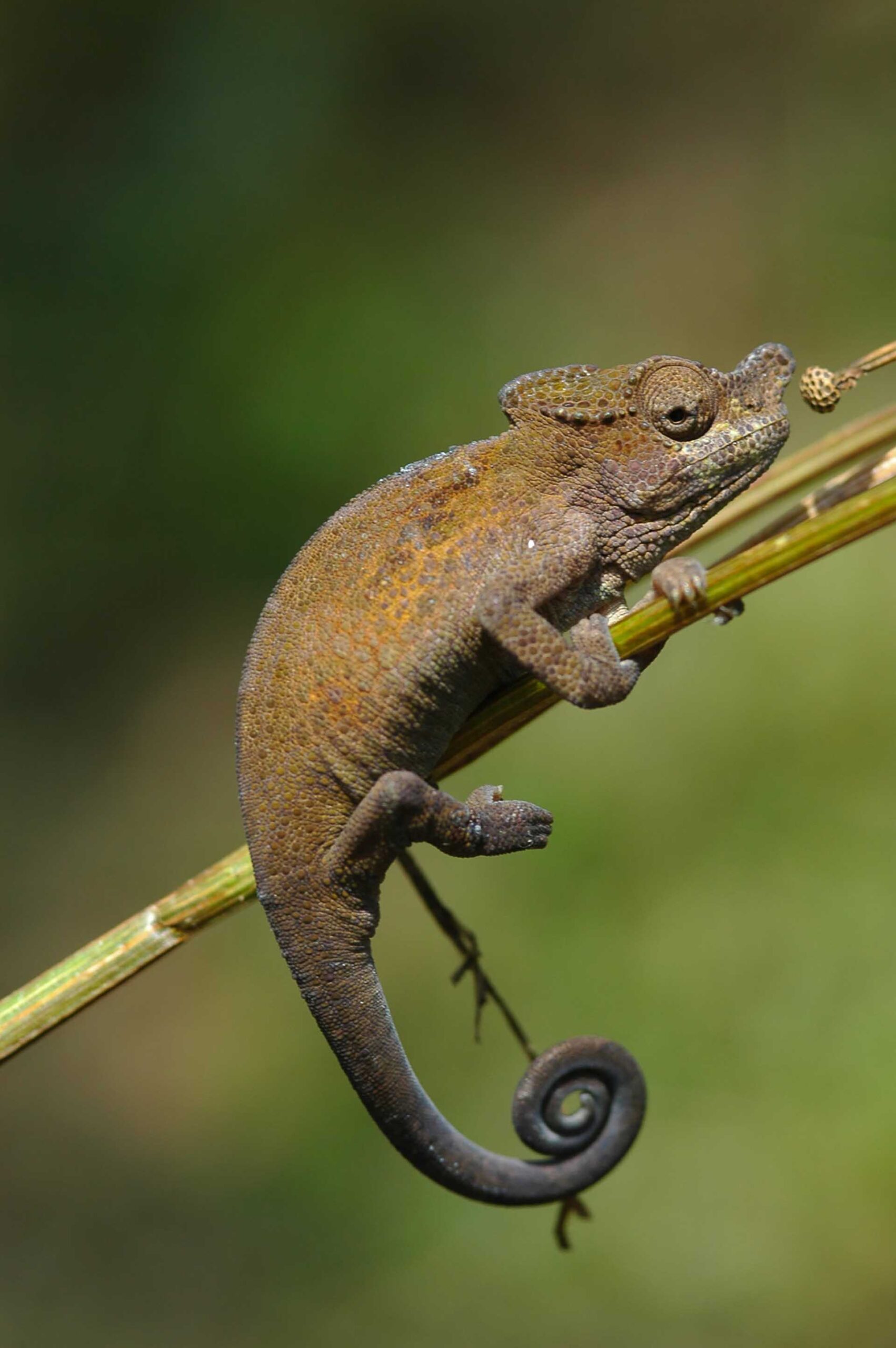 ルウェンゾリ山地