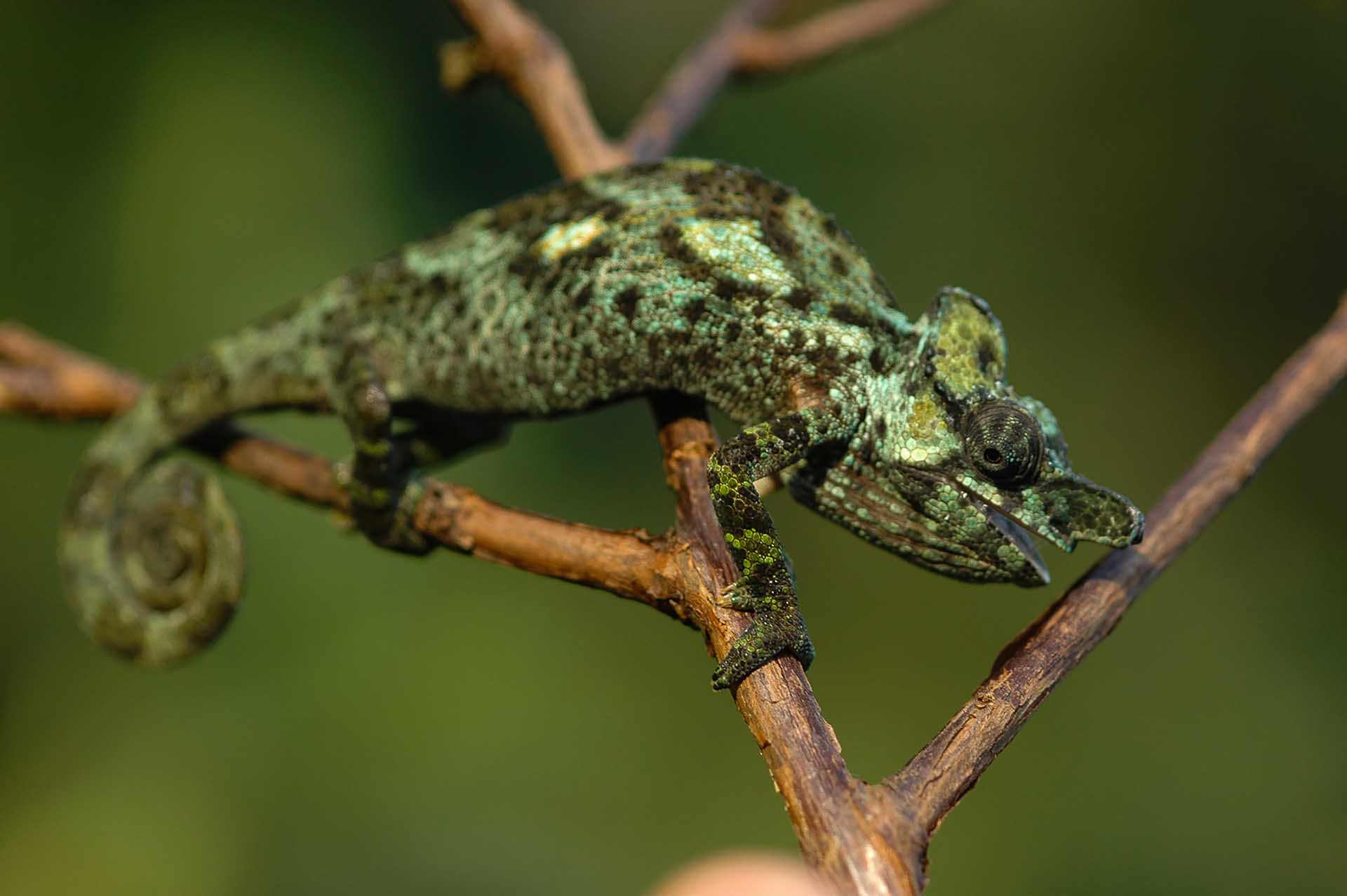 Kinyongia xenorhinaの亜成虫は独特の色彩パターンを示し、成長段階の鮮やかな変化を感じさせます。