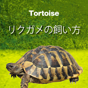 リクガメの飼い方