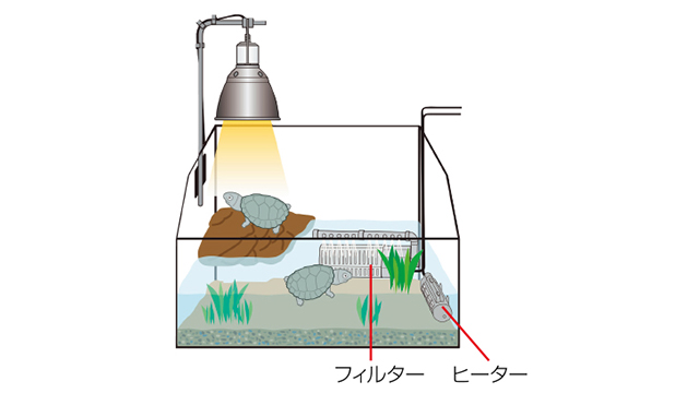 水棲ガメの飼い方〈保温〉
