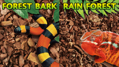 RAIN FOREST/FOREST BARK