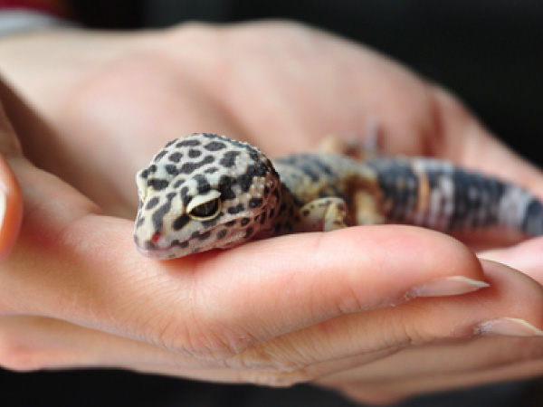 ヒョウモントカゲモドキ（レオパ）がかかりやすい病気や飼育の注意点について