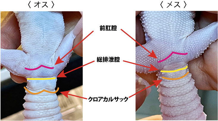 オスとメスの判別方法