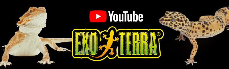 YOUTUBEチャンネル GEX EXO TERRA