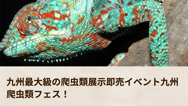 九州最大級の爬虫類展示即売イベント九州爬虫類フェス！