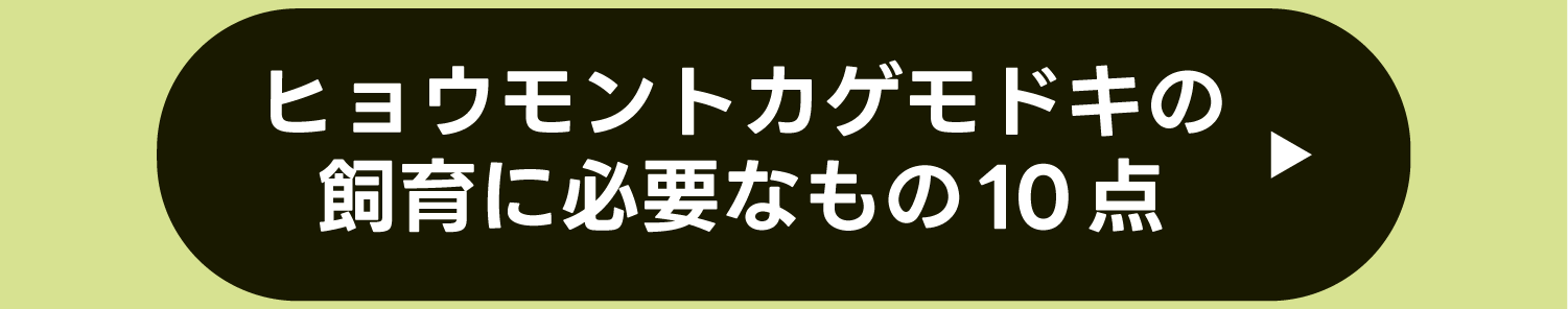 ヒョウモントカゲモドキの飼育に必要なもの10点