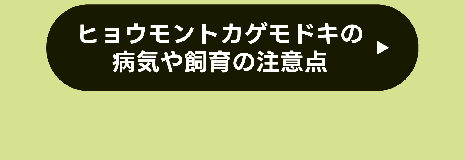 ヒョウモントカゲモドキの病気や飼育の注意点