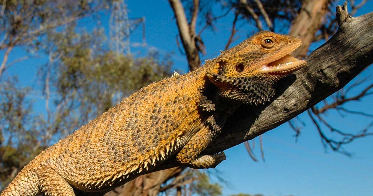 なぜサーモスタットが必要なのでしょうか?