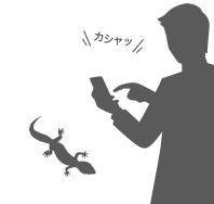 1 自慢のレプタイル（爬虫類）を撮影