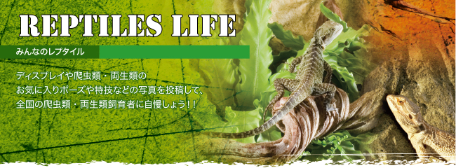 Reptiles Life　みんなのレプタイル　ディスプレイや爬虫類・両生類のお気に入りポーズや特技などの写真を投稿して、全国の爬虫類・両生類飼育者に自慢しょう！！