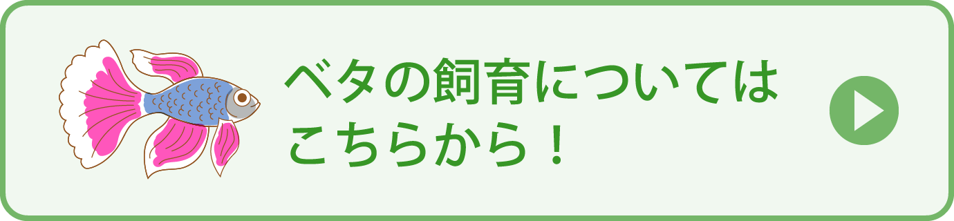 ベタの飼育についてはこちらから！