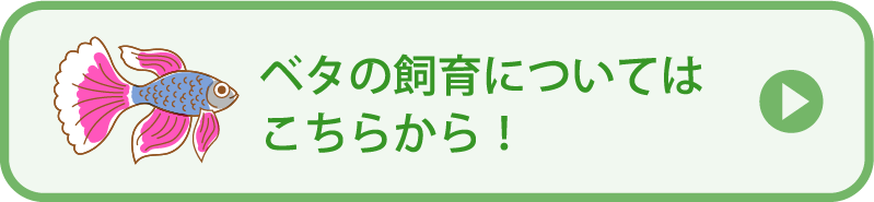 ベタの飼育についてはこちらから！