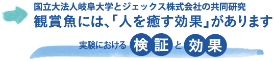 観賞魚には、「人を癒す効果」があります