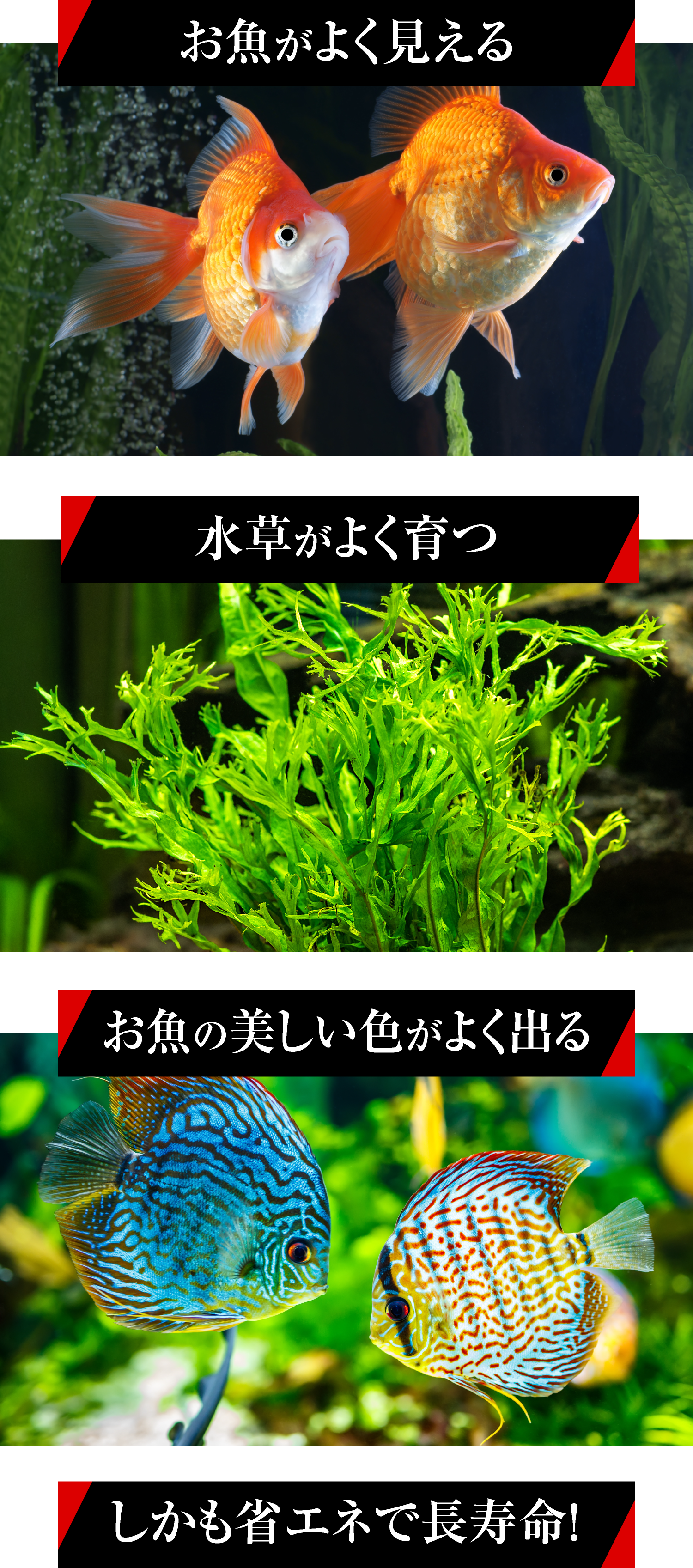 CLEAR LED 熱帯魚 観賞魚 アクアリウム用品 ジェックス株式会社