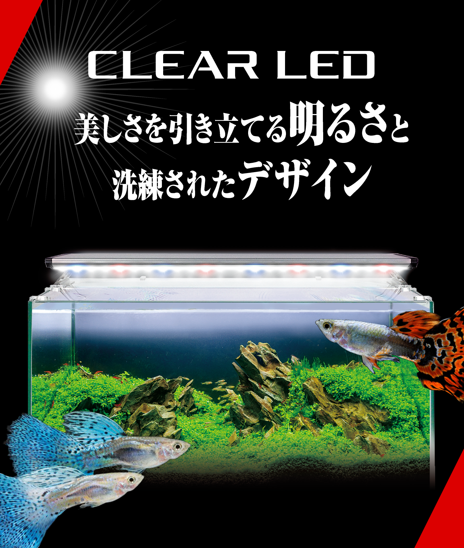 数量限定価格!! GEX ジェックス CLEAR LED Pittera クリアLED ピテラ 観賞魚用照明器具 riosmauricio.com
