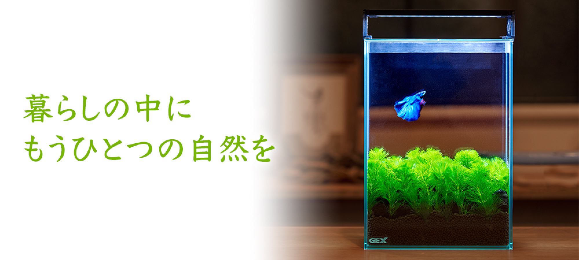 Enjoygreen 暮らしの中にもうひとつの自然を 熱帯魚 観賞魚 アクアリウム用品 ジェックス株式会社