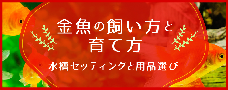 金魚の飼い方や育て方