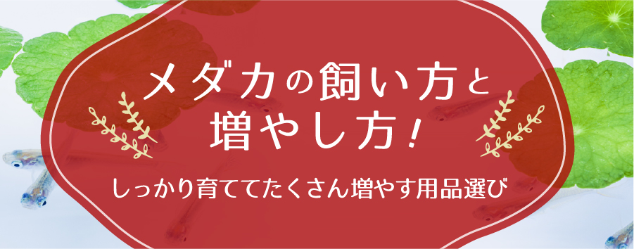 メダカの飼い方と増やし方