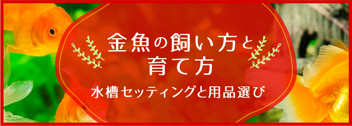 金魚の飼い方と増やし方！水槽セッティングと用品選び