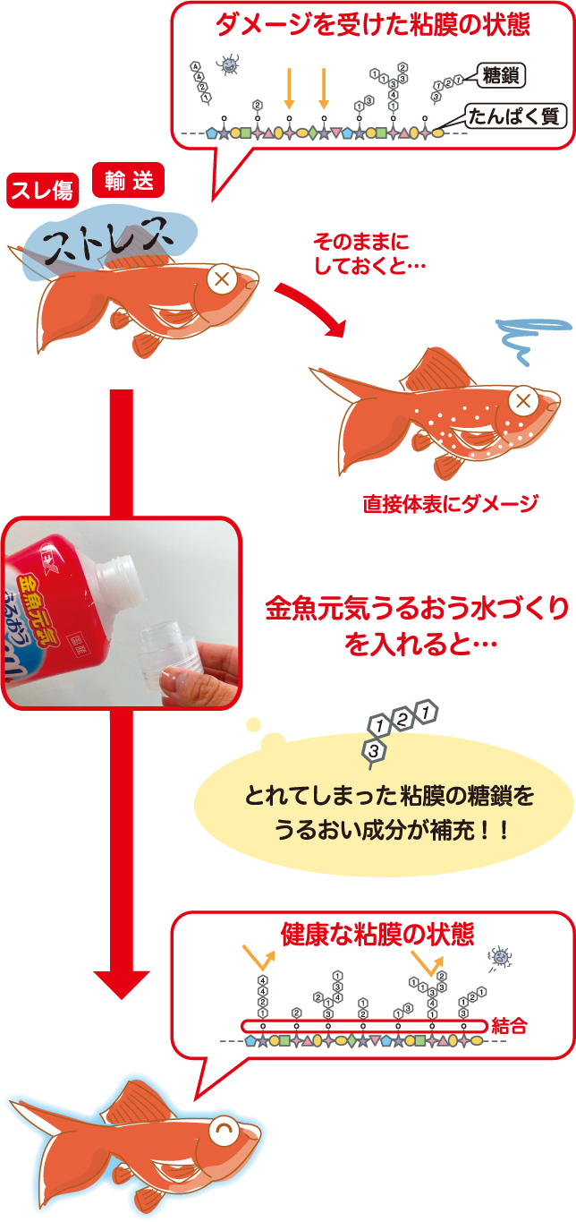 金魚元気ブランドページ | カルキ抜き・エサなどの飼育用品