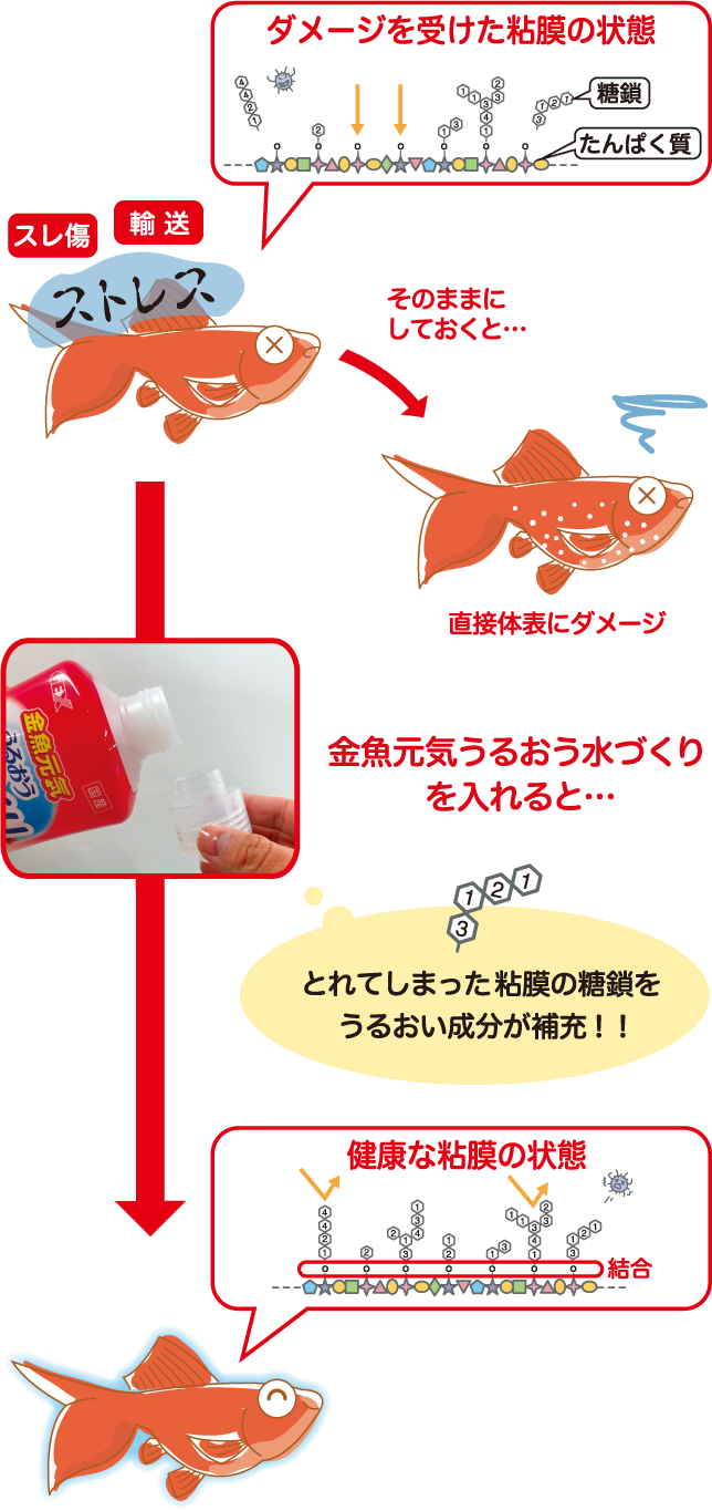 金魚元気ブランドページ カルキ抜き エサなどの飼育用品