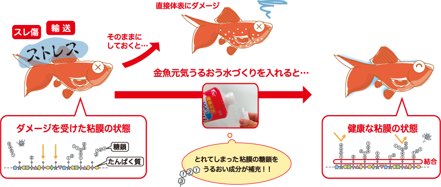 粘膜を守るメカニズム図