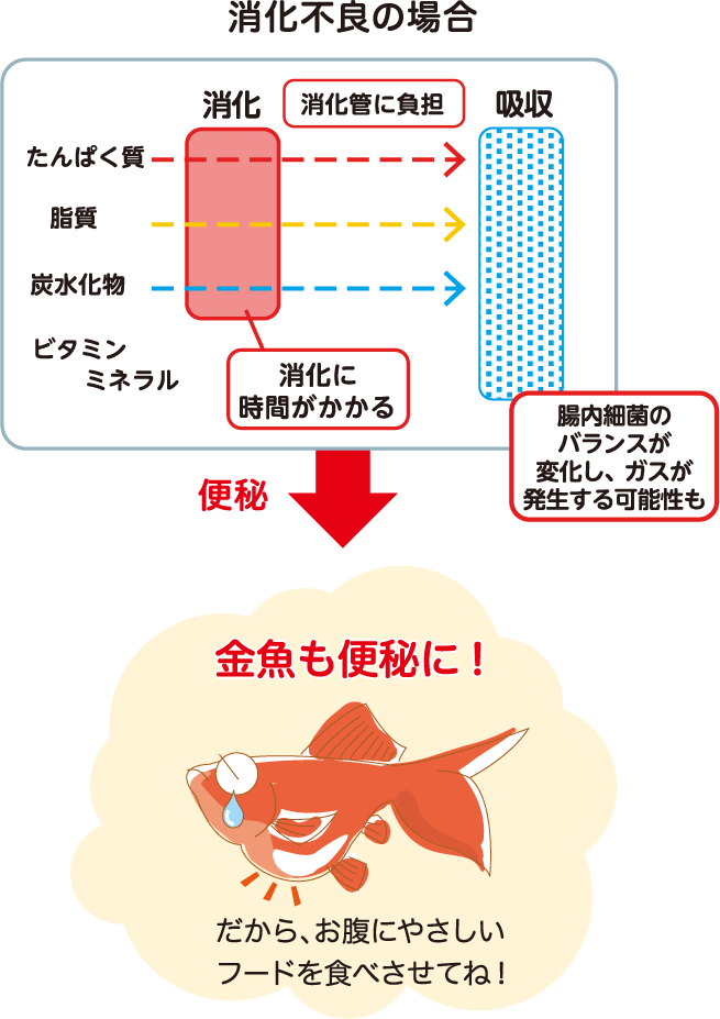 消化不良の場合金魚も便秘に