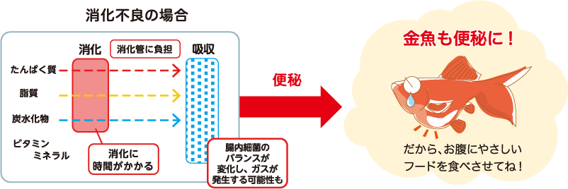 消化不良の場合金魚も便秘に