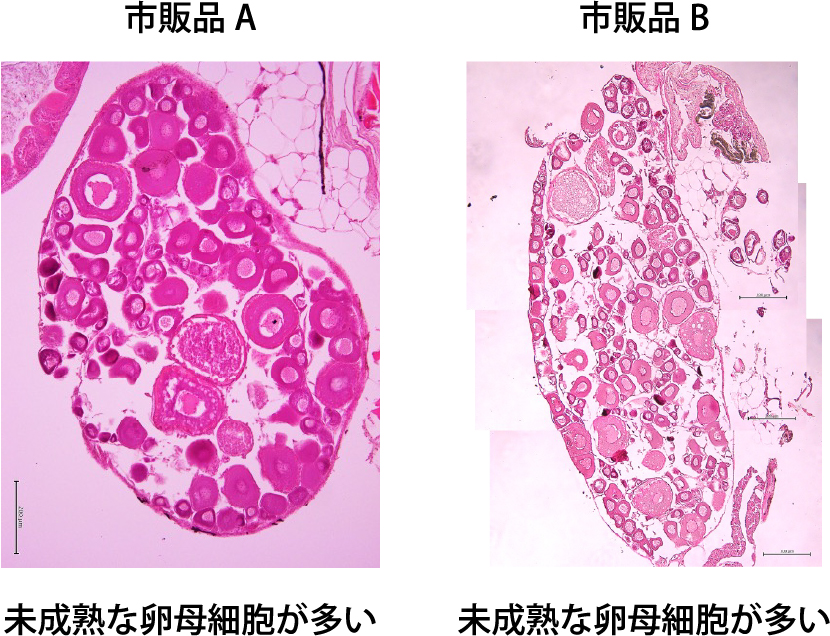 市販品A:未成熟な卵母細胞が多い。市販品B:未成熟な卵母細胞が多い。