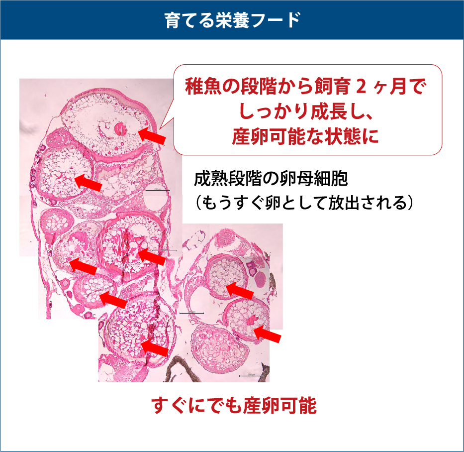 育てる栄養フード:稚魚の段階から飼育2ヶ月で
しっかり成長し、産卵可能な状態に。成熟段階の卵母細胞（もうすぐ卵として放出される）すぐにでも産卵可能