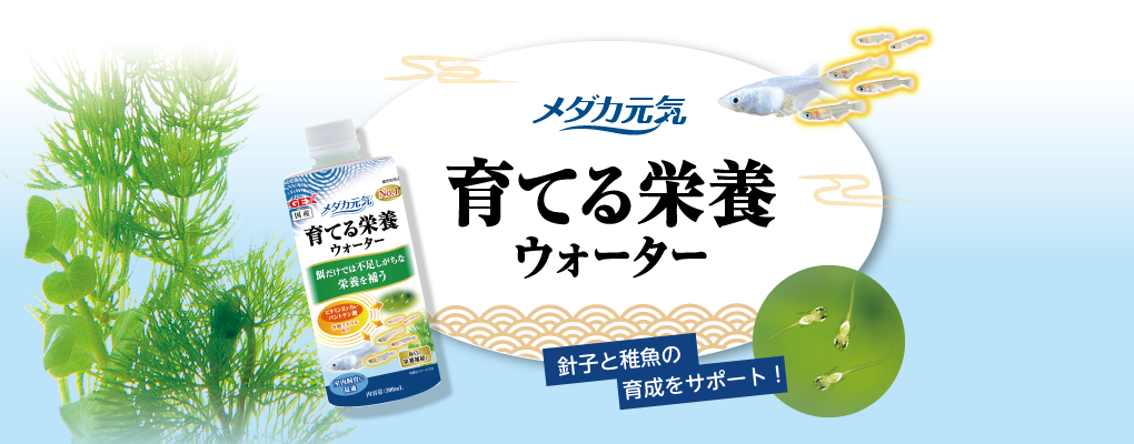 メダカ元気　育てる栄養ウォーター　針子と稚魚の育成をサポート！