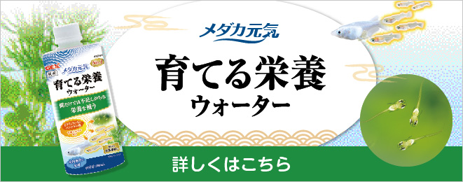 メダカ元気 育てる栄養ウォーター