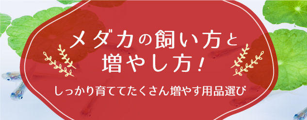 メダカの飼い方と増やし方！