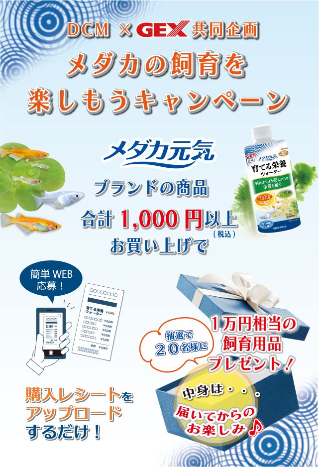 Dcm Gex 共同企画 メダカの飼育を楽しもうキャンペーン 熱帯魚 観賞魚 アクアリウム用品 ジェックス株式会社