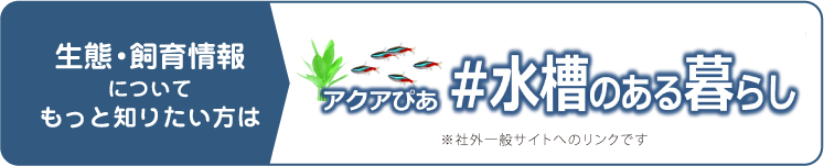 生態・飼育情報についてもっと知りたい方は　アクアぴあ　#水槽のある暮らし　※社外一般サイトへのリンクです