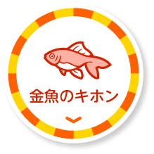 金魚のキホン