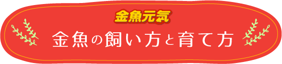 かわいい金魚を守って育てる 金魚の飼い方と育て方 〜水槽セッティングと用品選び〜