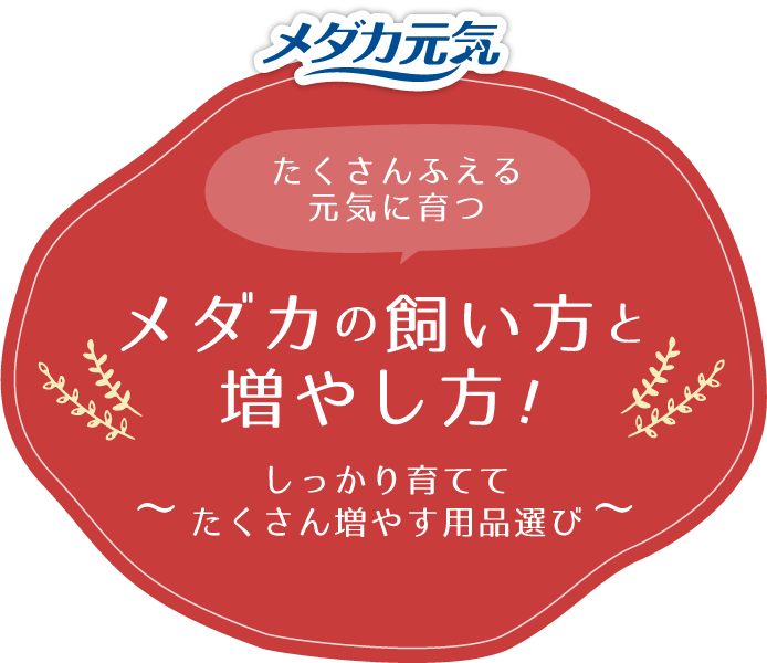 メダカの飼い方 育て方 飼育情報ページ ジェックス