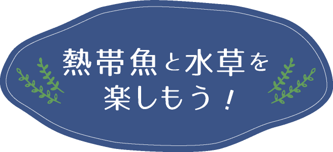 お店でお魚を買ってから 家の水槽に放すまでの注意点 熱帯魚 観賞魚 アクアリウム用品 ジェックス株式会社