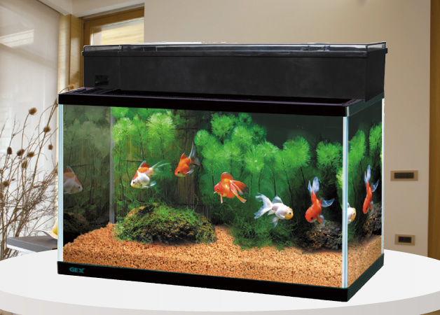 金魚の飼い方 育て方 飼育情報ページ ジェックス