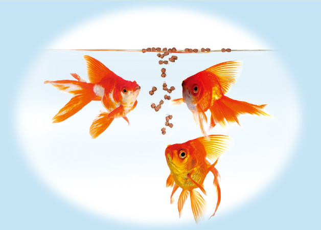 金魚 飼育情報 熱帯魚 観賞魚 アクアリウム用品 ジェックス株式会社 金魚 飼育情報 熱帯魚 観賞魚 アクアリウム用品 ジェックス株式会社