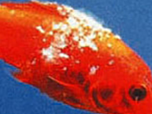 【金魚の病気】水カビ病